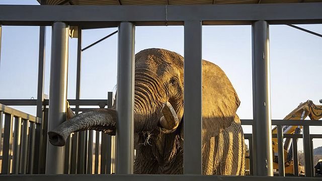 South Africa’s last captive elephant starts news life 200 km away from zoo