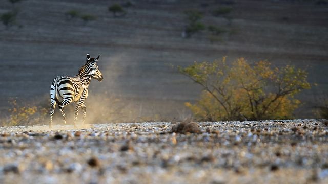 Namibia begins culling at least 700 wild animals