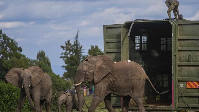 No Comment: Kenya moves its elephants