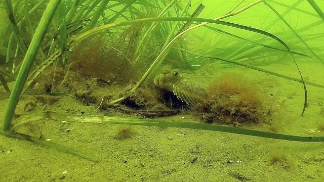 The battle to save seagrass off Kenya’s coast