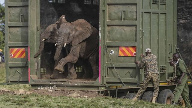 Kenya relocates 50 elephants to larger park to ease overcrowding