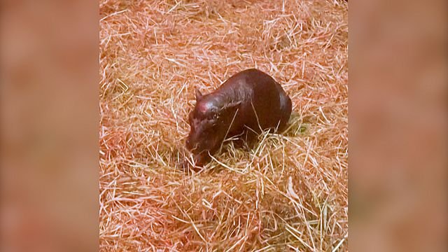 Meet Haggis, a newborn pygmy hippo at Edinburgh’s zoo