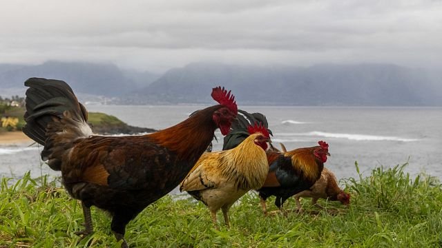 Nigerian teen sentenced to death over poultry theft to be pardoned