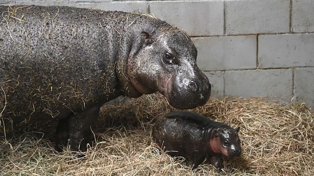 Endangered pygmy hippo born at Virginia zoo