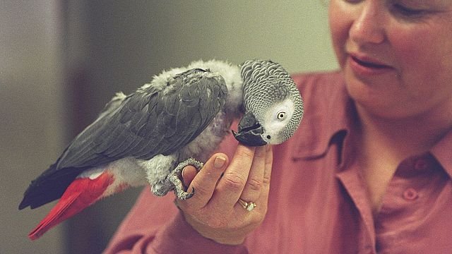 African grey parrots, victims of illegal trafficking