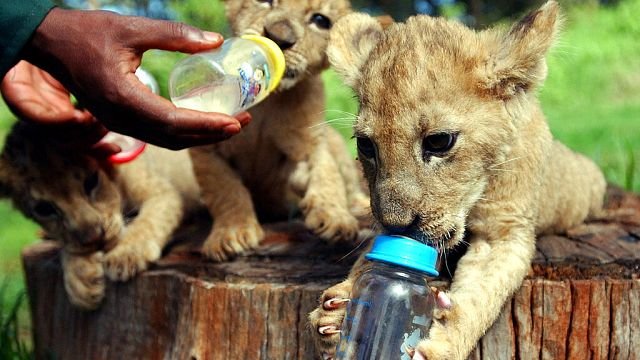 Footage of three rare Northern African lion cubs released