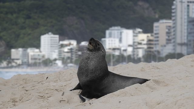 Sea lion makes unusual visit to Ipanema beach