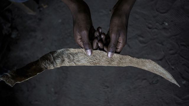 Mystical beliefs are fueling Senegal’s illegal big cat trade