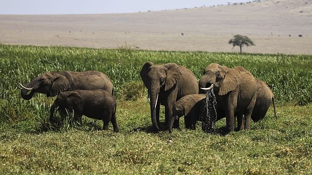 Kenyan conservationists push for wildlife corridors amid shrinking habitats