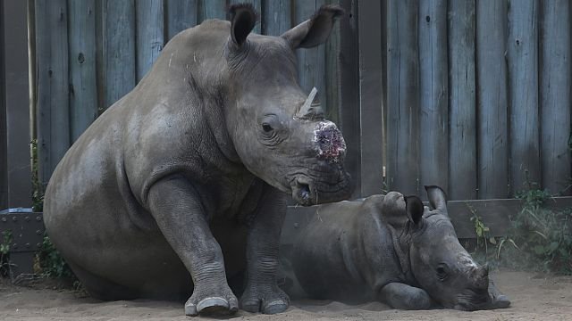 South Africa Reports 16% Drop in Rhino Poaching, but Concerns Remain