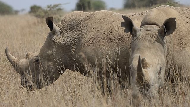 Kenya’s rhinos get their ears notched for tracking and protection