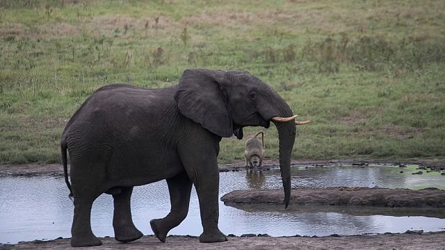 Scientists find way to identify elephant ivory disguised as legal mammoth ivory