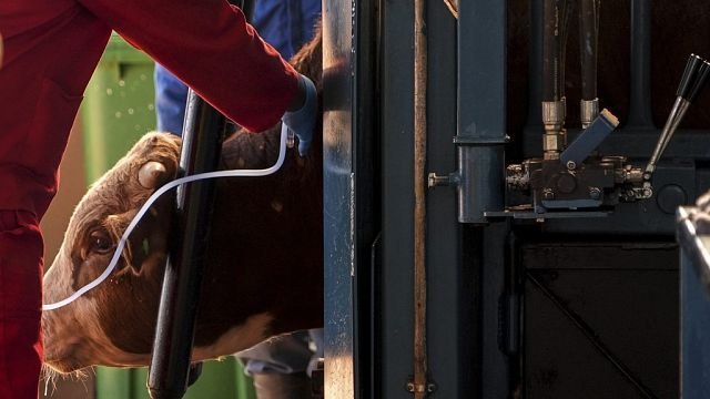 South Africa launches vaccination drive to combat foot-and-mouth disease outbreak