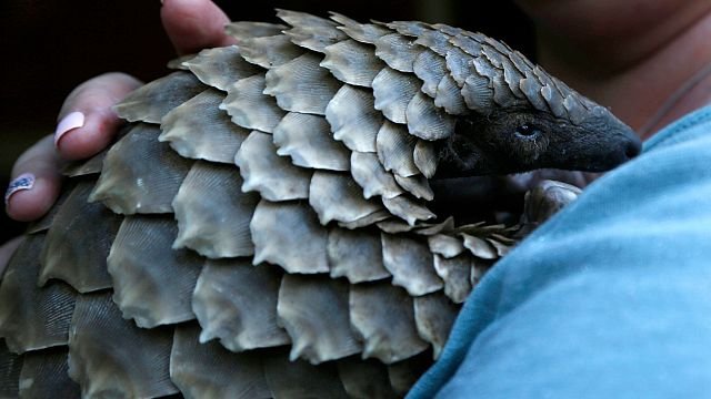 New documentary shines light on plight of pangolins, one of the world’s most trafficked mamals