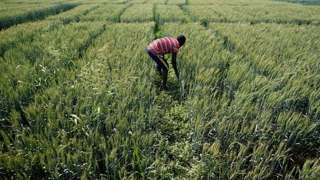 ‘Food colonialism’: Nigeria divided over GMO crops
