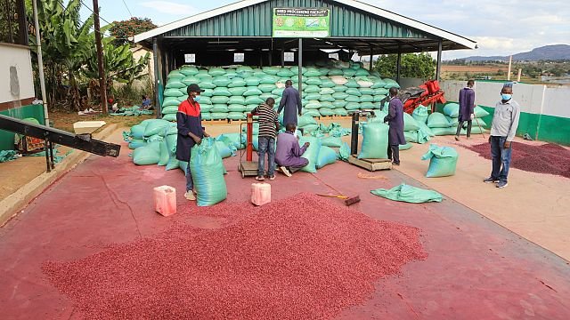 Empowering youth in agriculture could boost global economy, FAO report says