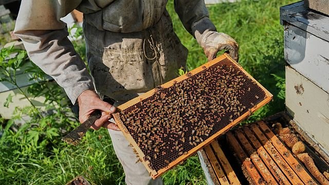 Scientists say warming climate is putting bees at risk