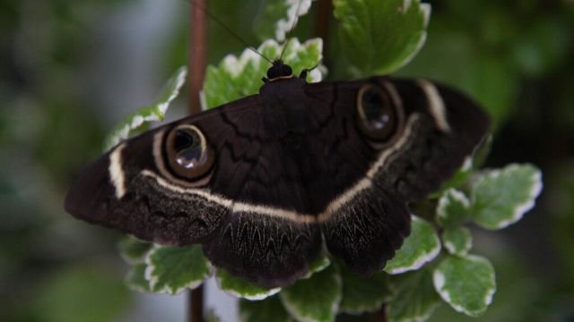 Rare African moon moths hatch in Bulgaria
