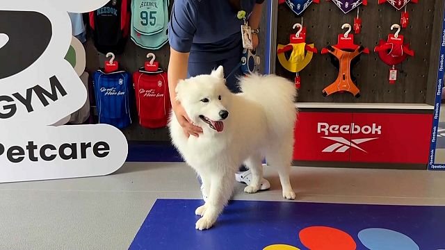 Shanghai launches China’s first fitness centre for dogs