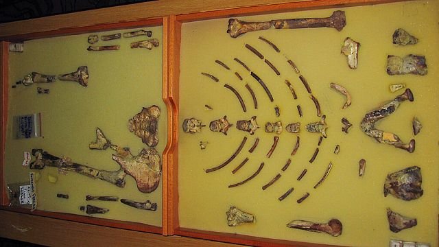 Lucy, icon of human evolution, travels to Europe for landmark exhibition