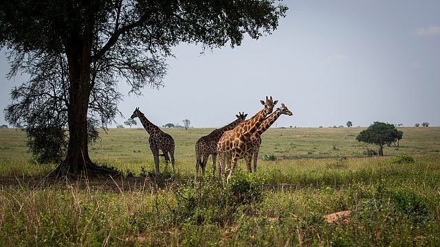 Scientists reclassify giraffes into four distinct species, up from one