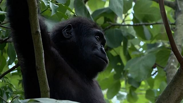 Young gorilla Zeytin prepares to go home after rescue in Istanbul