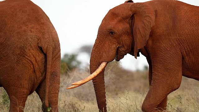 South African reserve lets visitors ‘meet’ elephants