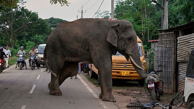 Injured elephant repeatedly visits Indian village for food and water