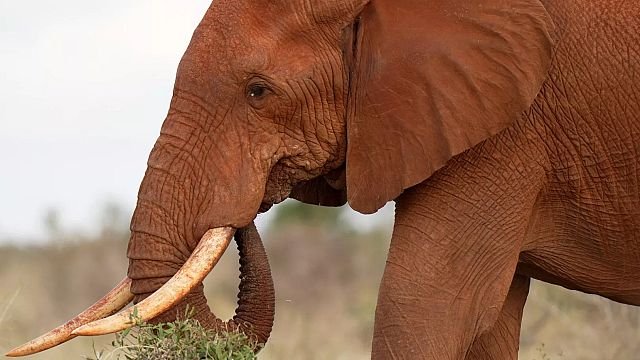 Elephant forced to drink beer at Kenyan nature park