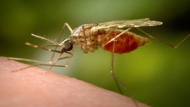 China scrambles to contain Chikungunya outbreak