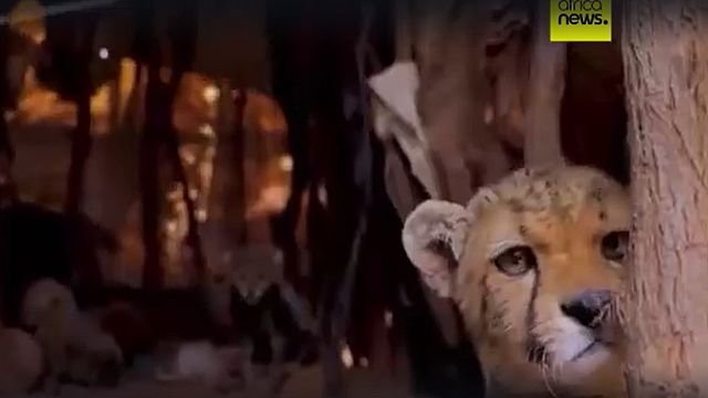 Cheetah cubs destined for illegal wildlife trade rescued in Somaliland