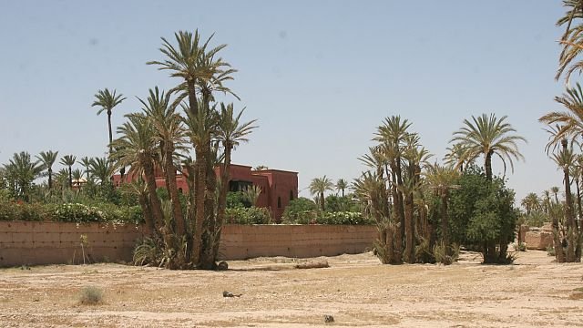 Rising temperatures threaten the survival of Morocco’s palm groves
