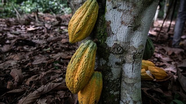 Sao Tomé and Principé: UN Experts help protect cocoa plantations