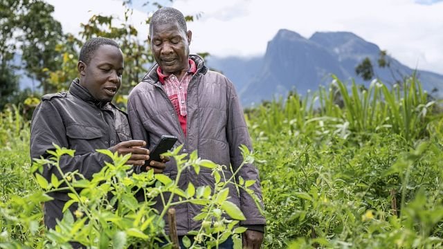 Malawi: farmers turn to AI to boost their yields