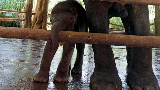 Scientists develop vaccine to protect young elephants from potentially lethal herpesvirus