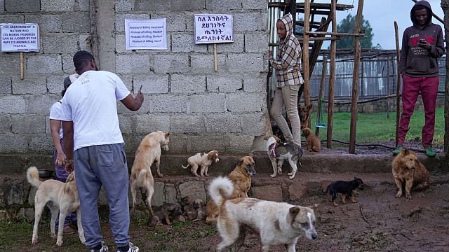 Ethiopia: One woman’s mission to protect Addis Ababa’s abandoned dogs
