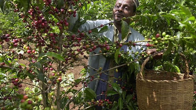 Ethiopian coffee exports earn more than $500 million in just two months