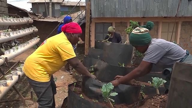 The Nubian women reviving traditional agriculture in Nairobi’s largest slum
