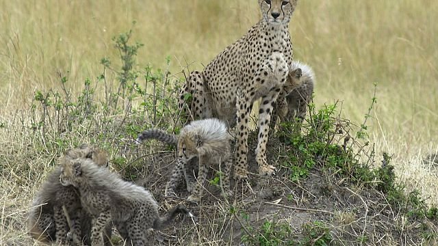 Somaliland: eleven cheetah cubs rescued from illegal trade in exotic pets
