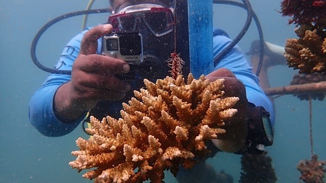 Science mission finds glimmer of hope for marine biodiversity in ocean depths off Comoros