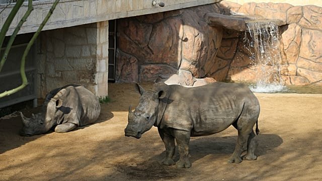 Cotswold park welcomes Markus, a rare white rhino calf