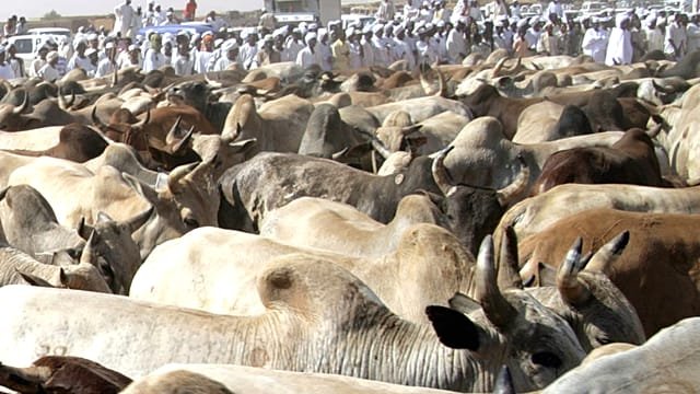 World Health Organization reports 42 deaths from Rift Valley Fever in Mauritania and Senegal