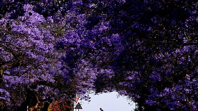 Blossoming jacaranda trees brighten up the streets of South African cities