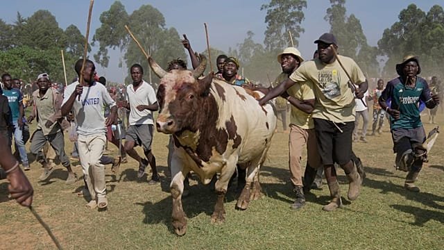 In Kenya’s Kakamega County, bullfighting boost the economy and social unity