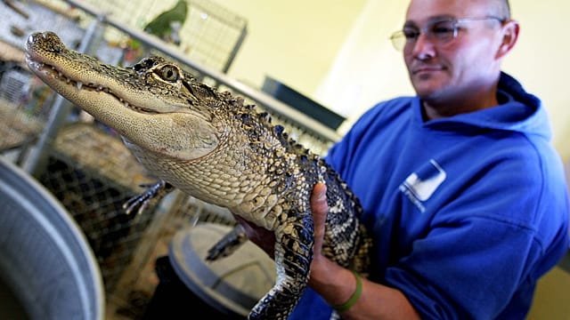 Conservationists push for tighter controls as exotic pet trade surges online