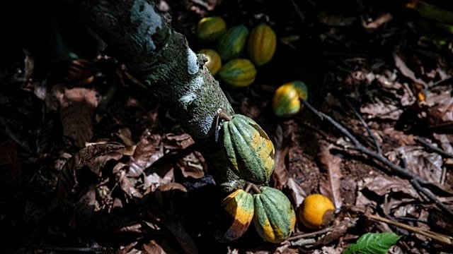 Ivory Coast: Government launches cocoa buyback scheme