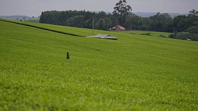 Kenyan women’s fight for their land rights after death of husbands