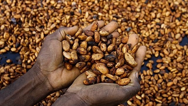 Ivory Coast to buy entire stockpile of cocoa beans as stocks pile up