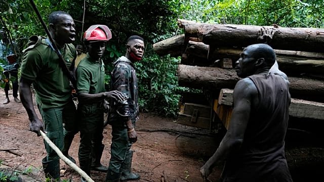 Nigeria’s strategy to combat illegal logging and poaching