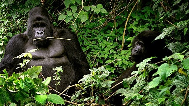 Rare gorilla twins born in conflict-hit Virunga National Park in DR Congo
